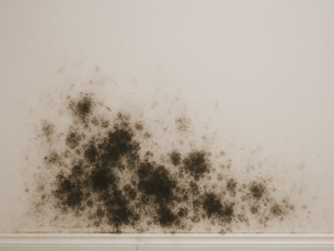 The 5 Most Common Types of Mold & How They Can Affect You