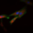 beautiful vsmcs with actin and TF.jpg