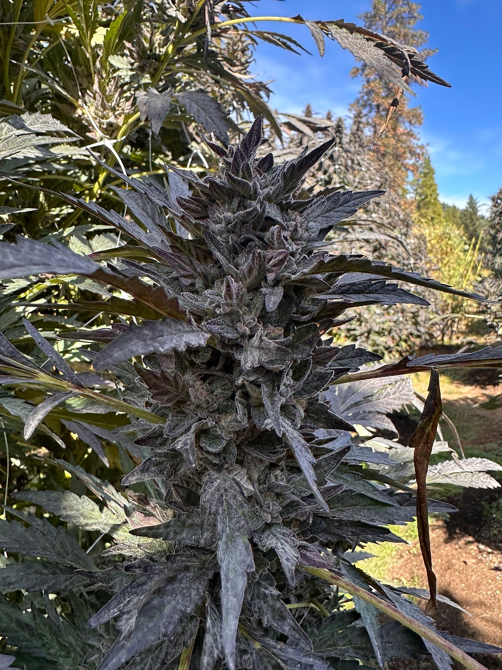Purple-leaved cannabis flower at Canyon Creek Family Farms