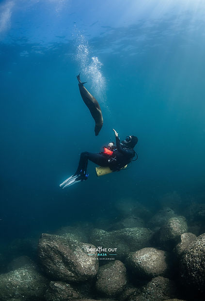Close-up underwater shot of a sea lion approaching a scuba diver in La Paz, Baja California Sur