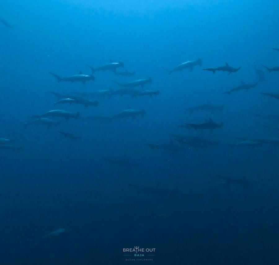 Scalloped hammerhead shark school swimming at Gordo Banks, Cabo San Lucas
