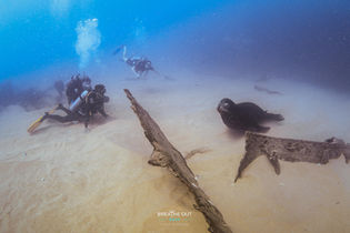 Students training during an Open Water Diver Course in Cabo San Lucas