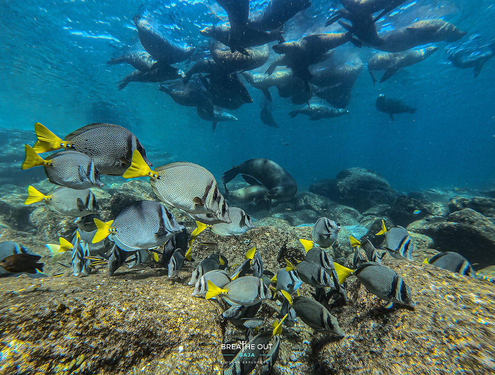 Snorkeling view of a large school of reef fish at Espíritu Santo Island near La Paz