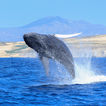 Cría de ballena jorobada saliendo a la superficie en Cabo durante la temporada de avistamiento con Breathe Out Baja