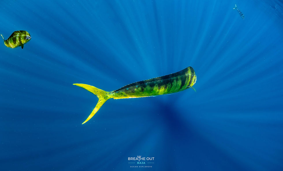 Mahi mahi (dorado) swimming quickly during a pelagic dive at Gordo Banks, Cabo San Lucas