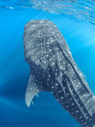 Whale shark gliding near the surface in La Paz, Baja California Sur