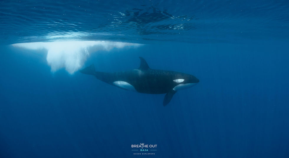 Orca spotted on Cabo ocean safari (Baja California Sur)