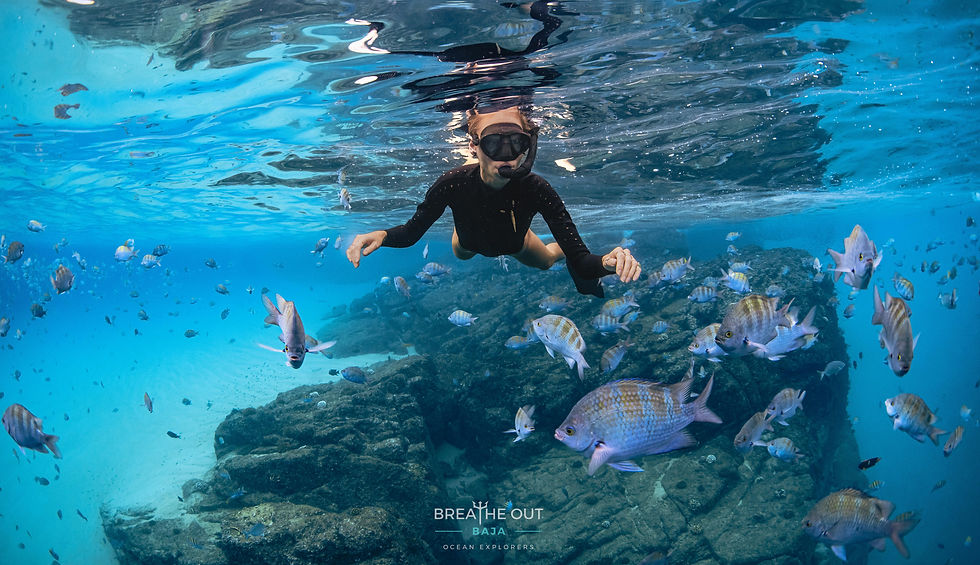 Snorkeling with reef fish on Cabo ocean safari
