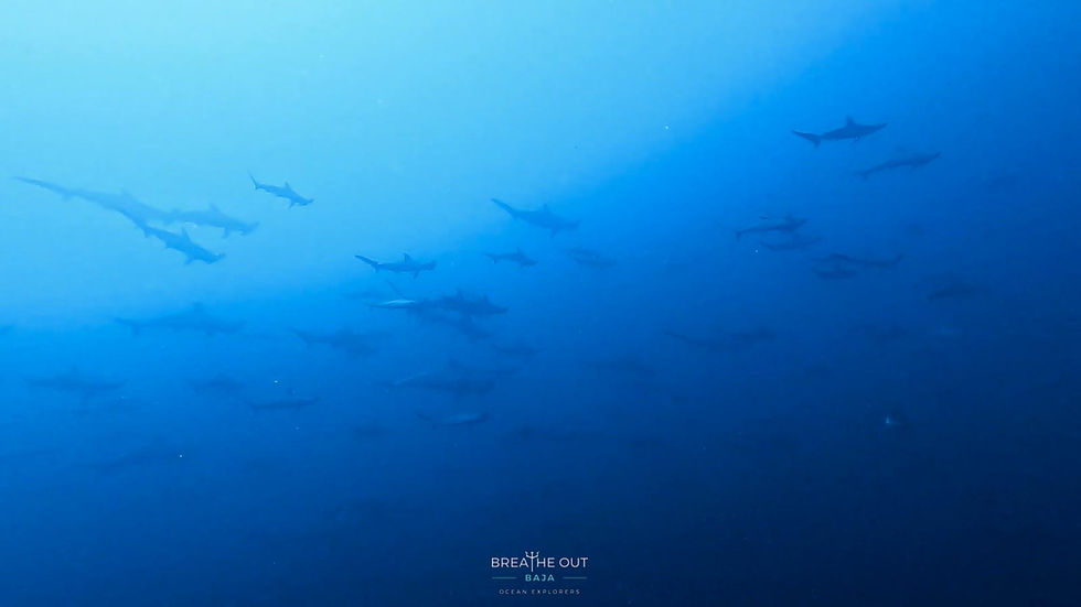 Large school of scalloped hammerhead sharks at Gordo Banks, Baja California Sur