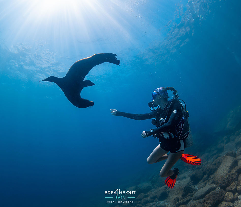 Sea lion leaping above a diver in clear waters at Los Islotes, near La Paz