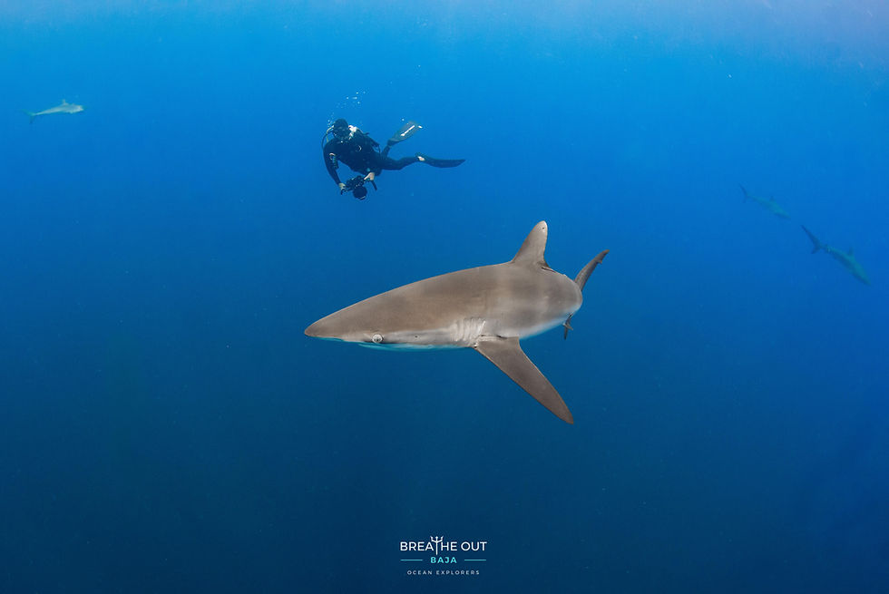Silky shark swimming near a scuba diver at Gordo Banks, Cabo