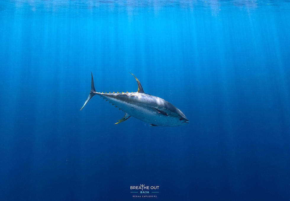 Tuna sighted during a deep pelagic dive at Gordo Banks, Cabo San Lucas