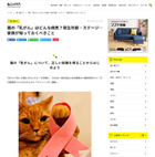 猫の「乳がん」はどんな病気?発生年齢・ステージ…家族が知っておくべきこと
