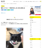 猫だってつい…!? 猫が舌をしまい忘れる時とは