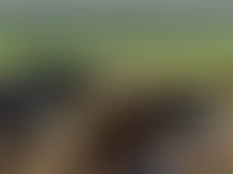 APLAZADA: 18 de Julio en Arroyo de San Serván: Carrera de galgos en tres categorías