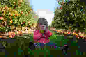 Toddler Eating Healthy Apple