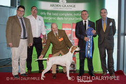 Top Scottish Gundog 2016 - Pointer with Arden Grange Sponsers