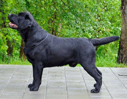 Labrador