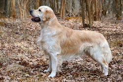 Golden_Retriever