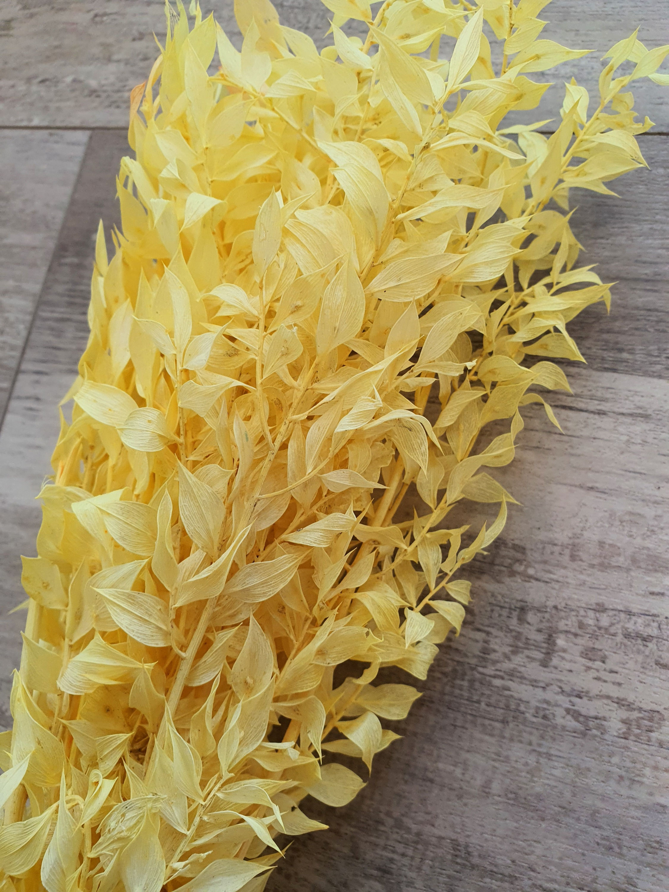 Ruscus Yellow
