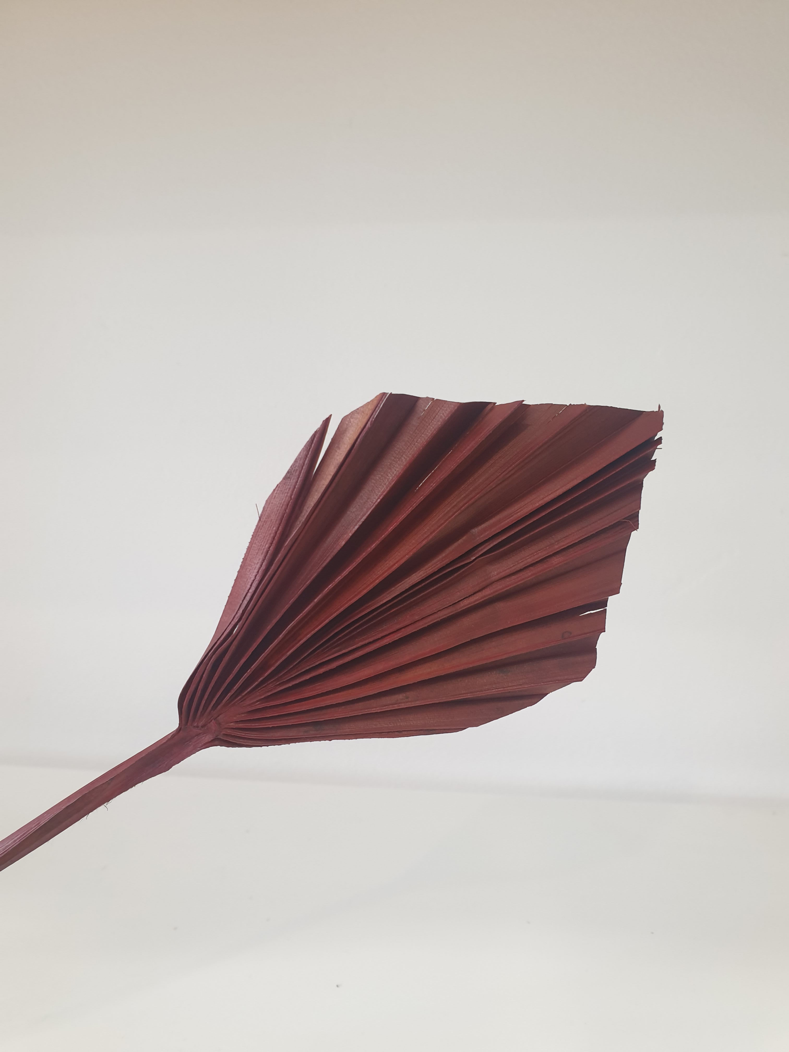 Palm Spear Small Brown