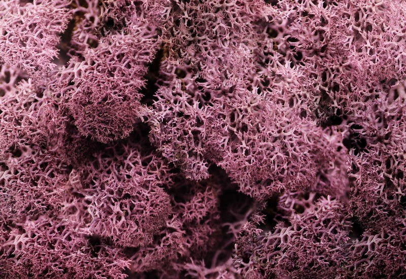 Preserved Reindeer Moss Preserved Plants