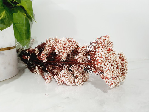 Rice Flower Natural with Red Stem | preserved-plants