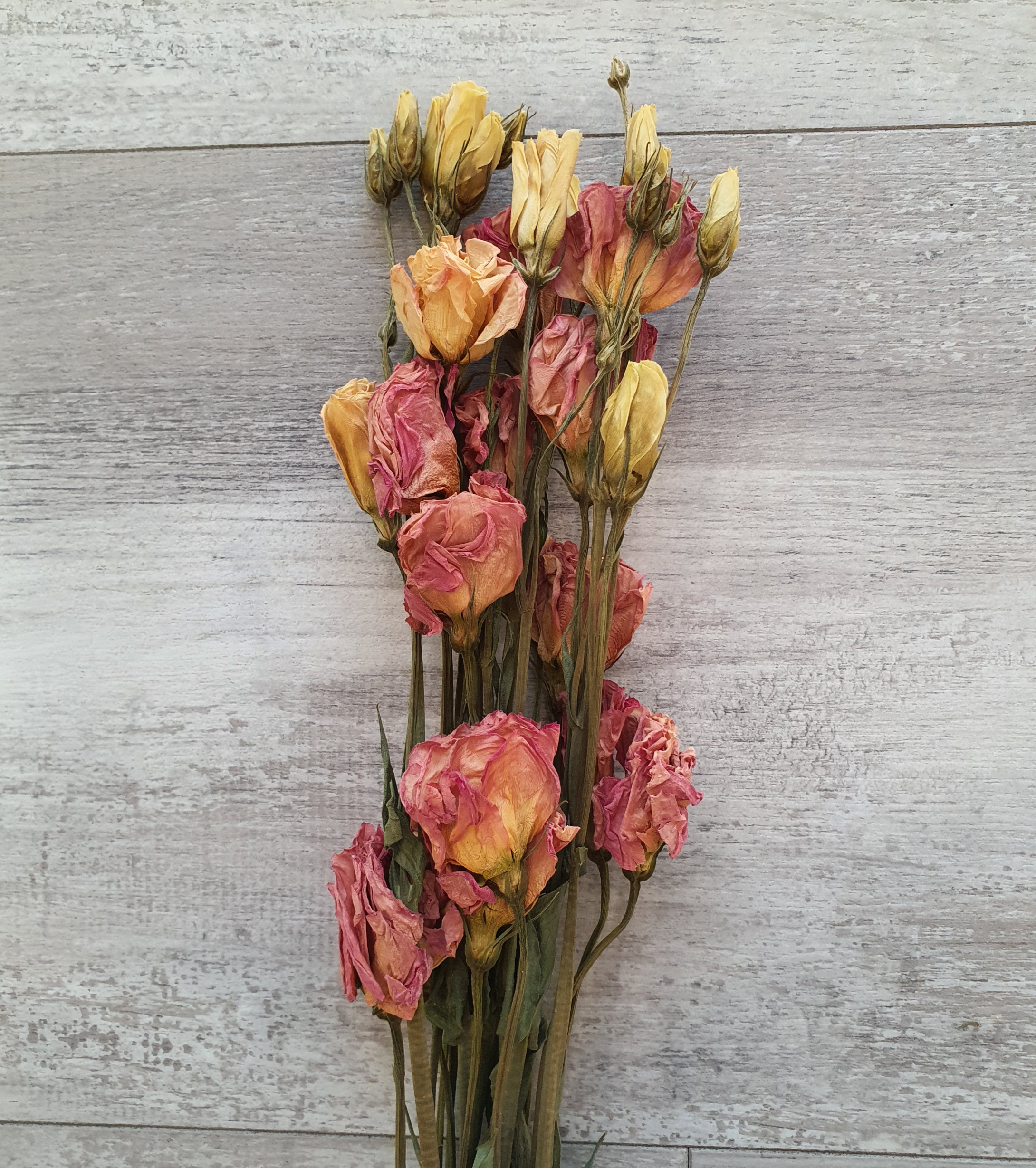 Pack of 10 Eustoma Pink