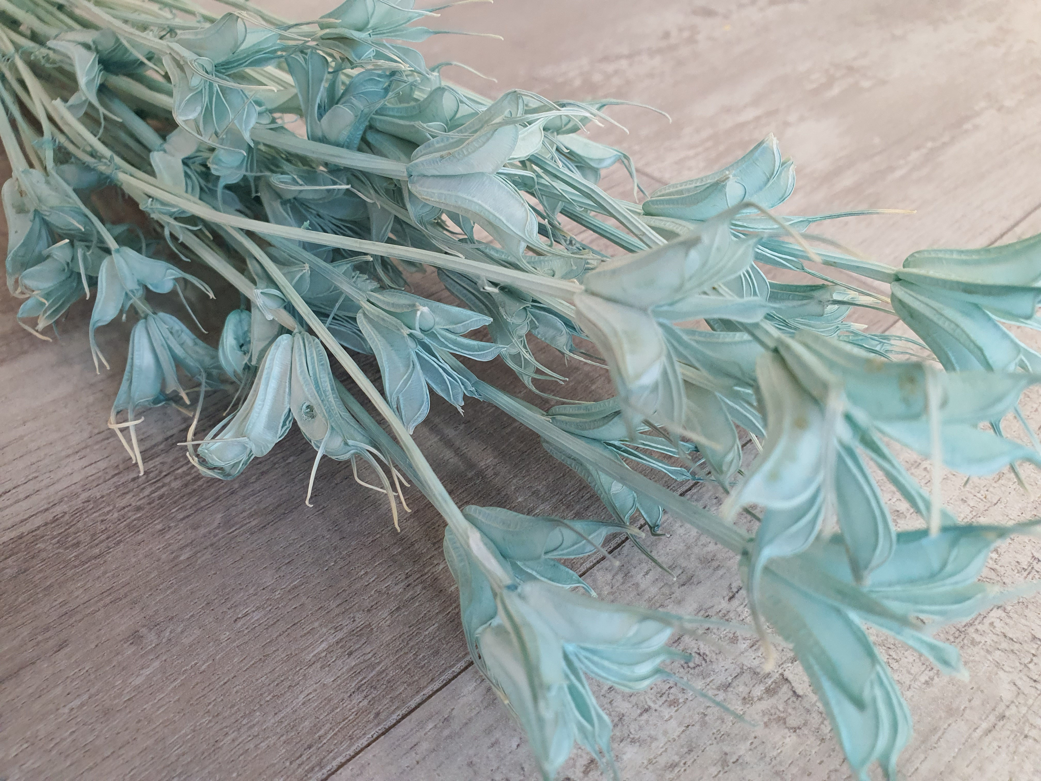 Box of 20 Nigella - Tiffany