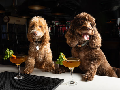 Canine Cocktails: Exclusive Free Pet Menu For London Dog-tail Week At Market Place Food Hall St Pauls & Vauxhall