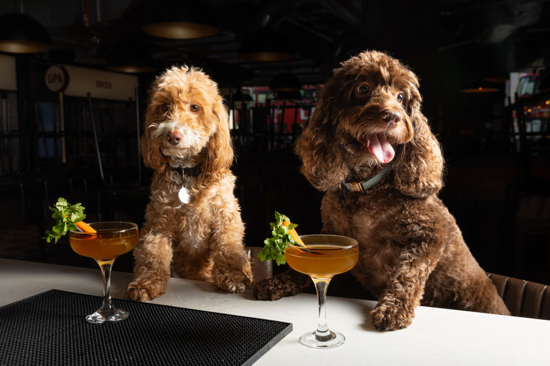 Canine Cocktails: Exclusive Free Pet Menu For London Dog-tail Week At Market Place Food Hall St Pauls & Vauxha