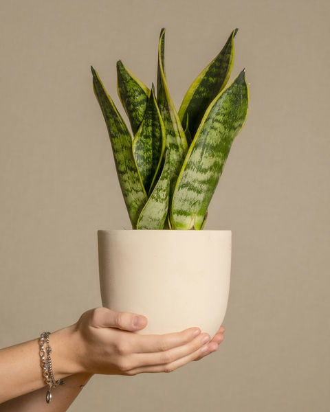 Where Your Plants Live Matters More Than You Think