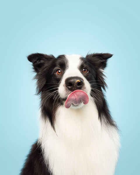 Barking Mad Brits Would Rather Make An ‘Instagram-able’ Snack For Their Dog Than Their Spouse