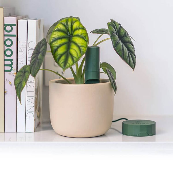 Plant With Willow: Your Plants Best Friend