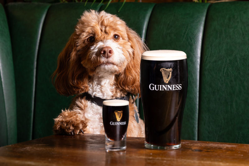 Split The G With Man’s Best G: Market Place Launches First Ever Guinness For Dogs