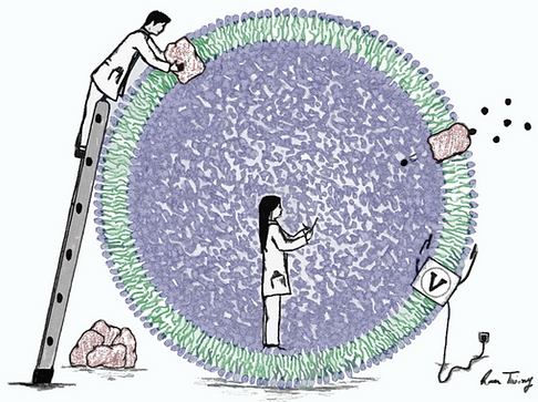 membrane bioengineering and transport