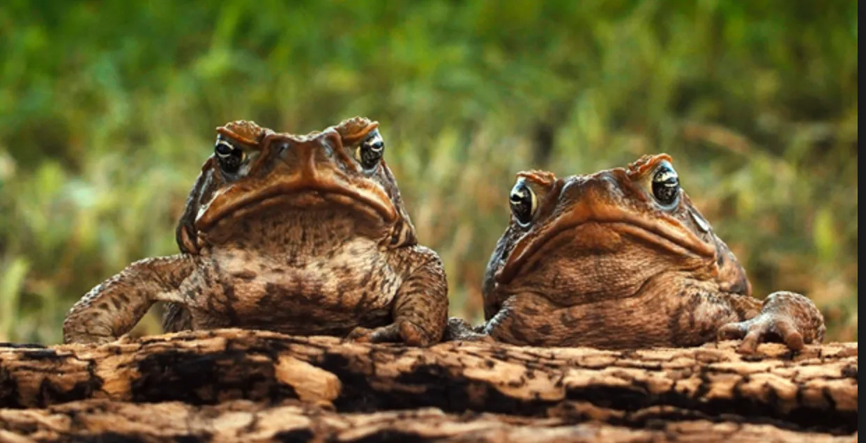 Two brown frogs looking angry