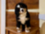 Thumbnail: Berner pup pet price, limited AKC