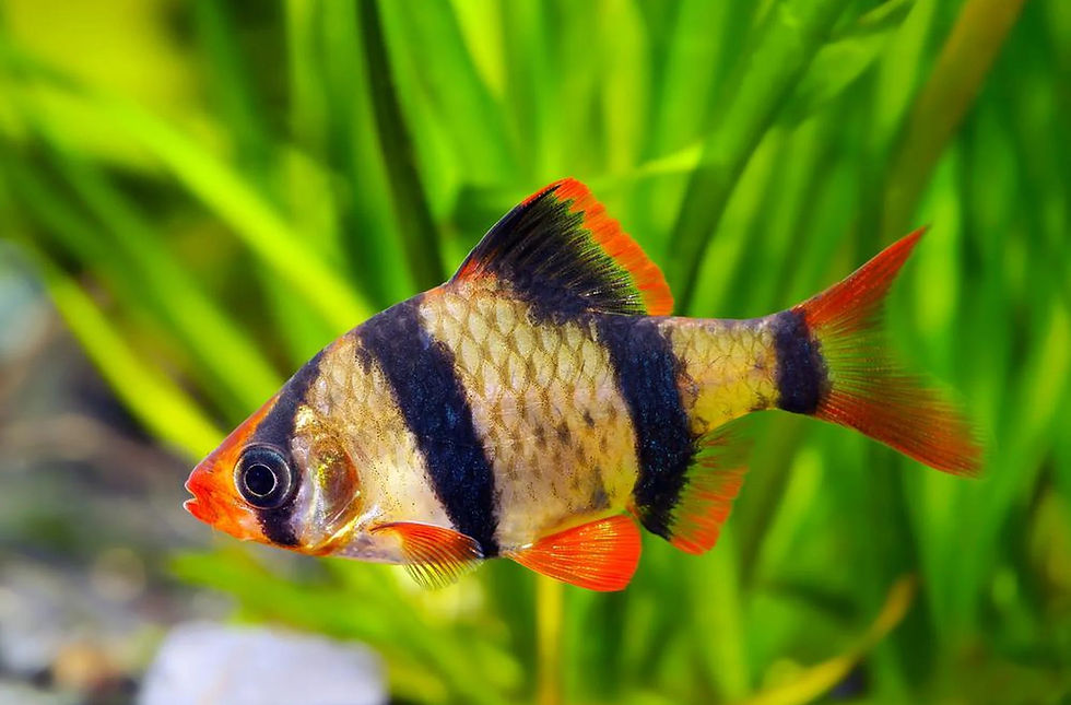 Tiger barbs fish