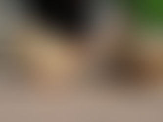 The Benefits of Feeding Mealworms to Poultry