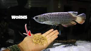 Insect-Based Foods: A Nutritious Choice for Your Arowana