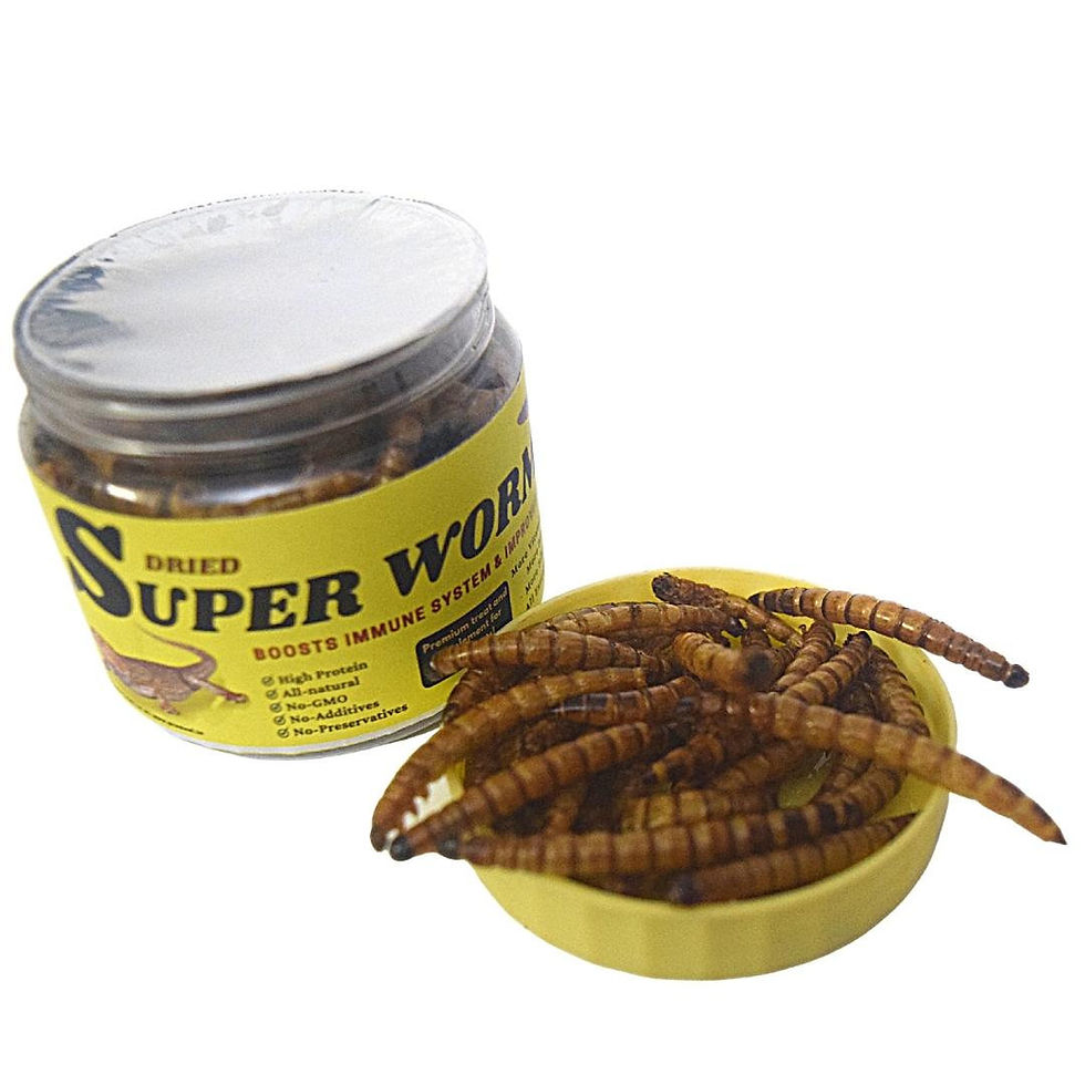 Superworms As Feeder Insects Comprehensive Guide On Benefits Care Superworms As Feeder Insects Comprehensive Guide On Benefits Care