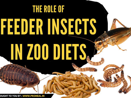 The Role of Feeder Insects in Zoo Diets: Meeting the Nutritional Needs of Captive Animals