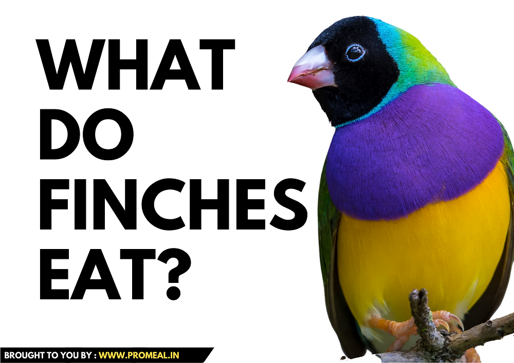 What do finches eat