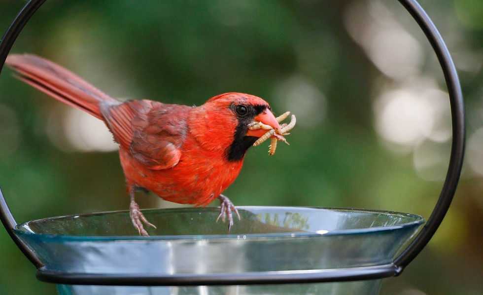 Birds Eating Promeal Mealworm