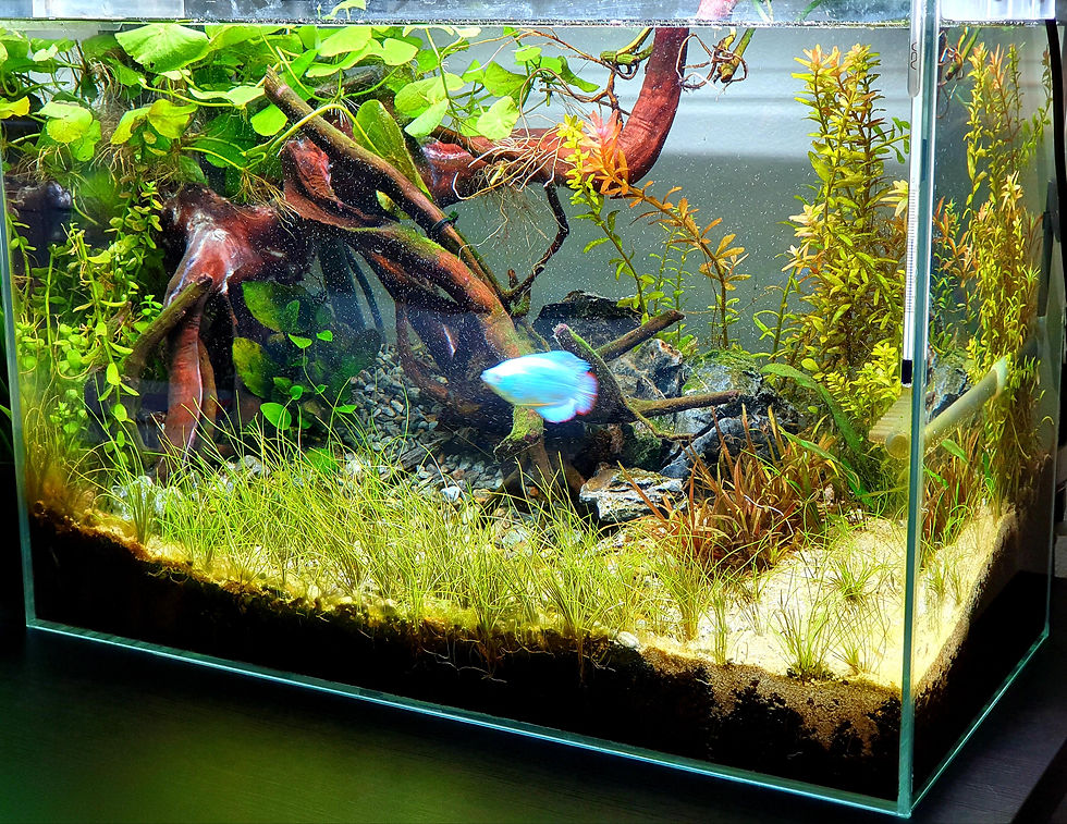 Gourami Fish aqurium tank