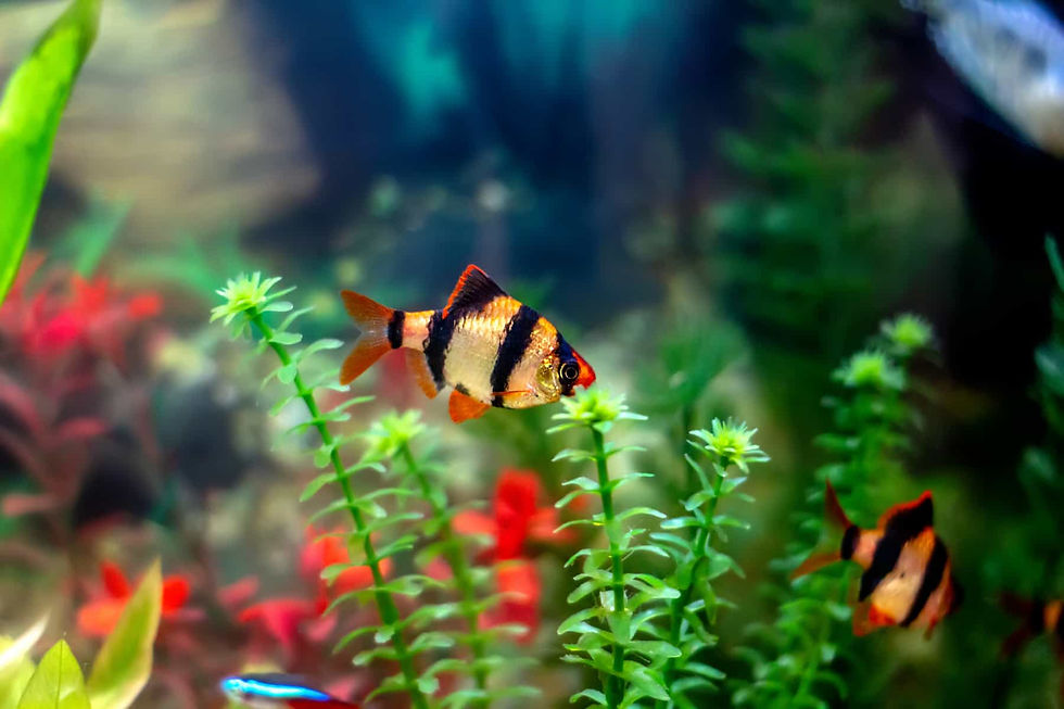 Auqarium Setup Barbs fish