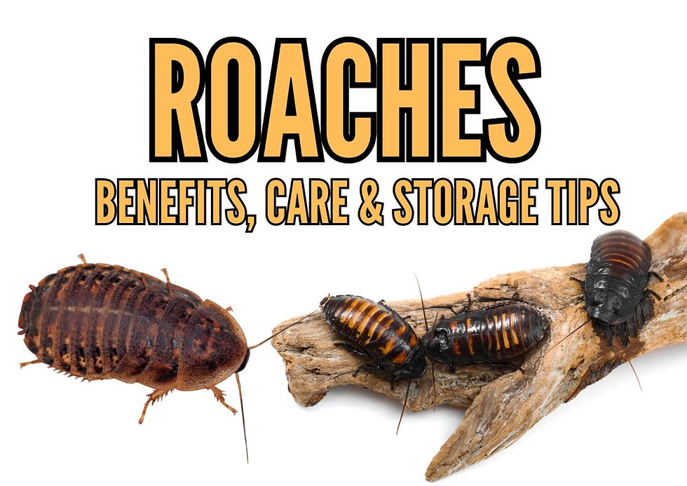 Roaches as Feeder Insects: Benefits, Care, and Storage Tips