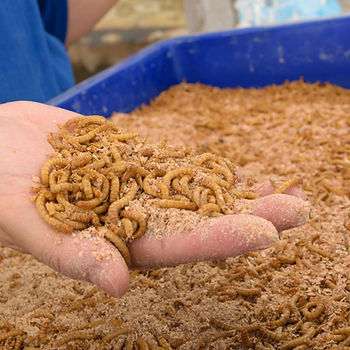 Promeal Live Mealworm Setup