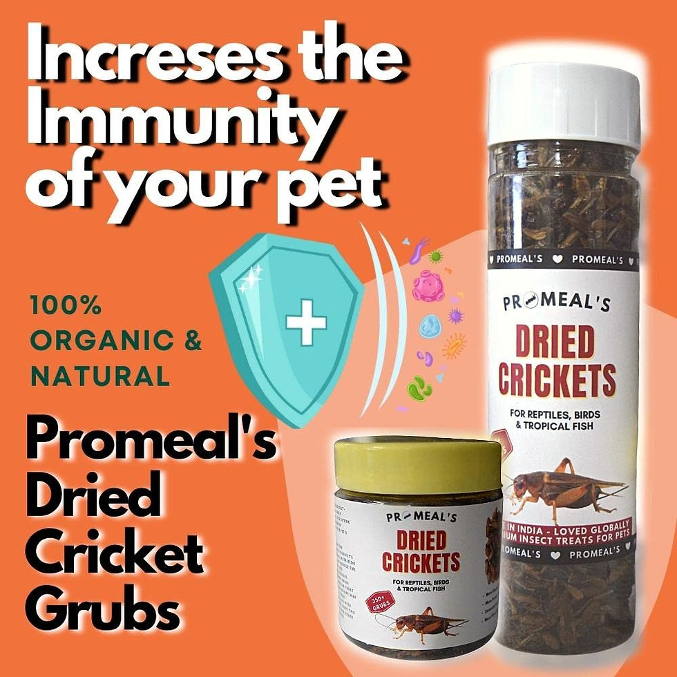 Thumbnail: Dried Crickets